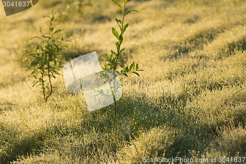 Image of   summer landscape