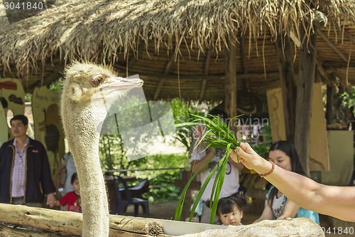 Image of Tailand.Pattayya.Zoopark