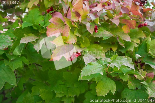 Image of autumn sketches.