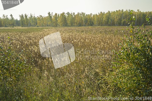 Image of autumn sketches.