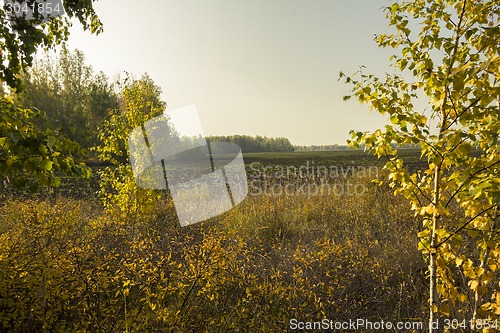 Image of autumn sketches.