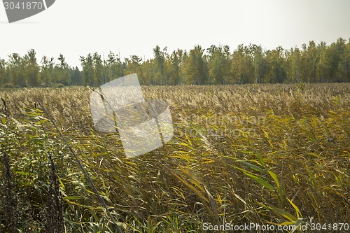 Image of autumn sketches.