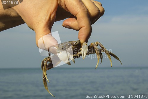 Image of small crab.