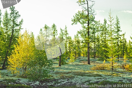 Image of   Landscapes of the Far North