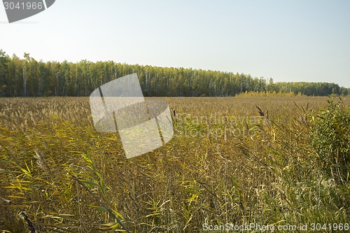 Image of autumn sketches.