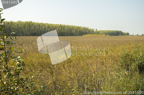 Image of autumn sketches.