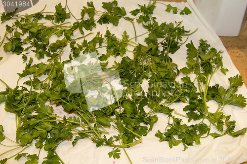 Image of  parsley