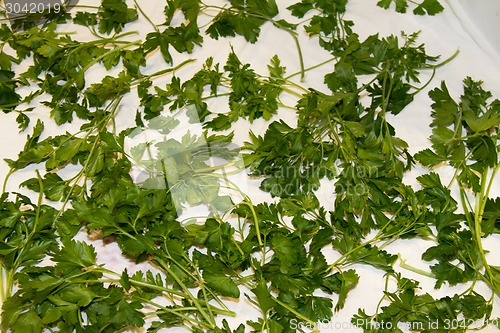 Image of  parsley