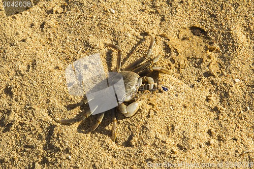 Image of small crab.