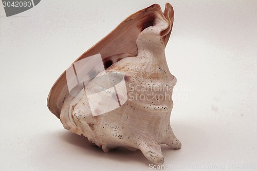 Image of sea shell