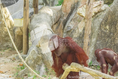 Image of Tailand.Pattayya.Zoopark