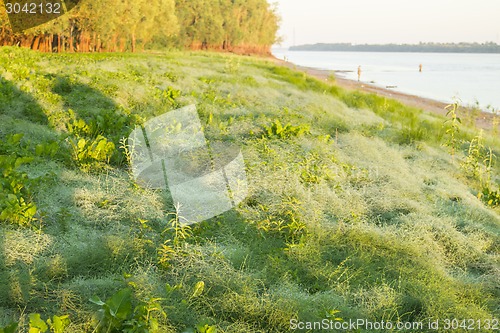 Image of  summer landscape