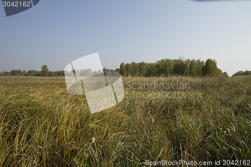 Image of autumn sketches.