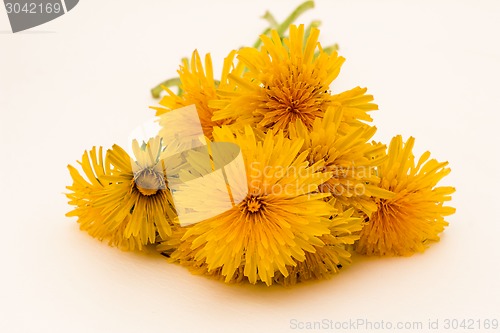 Image of         Yellow flowers