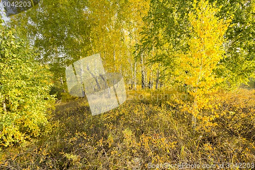 Image of autumn sketches.