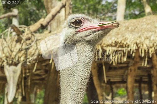 Image of Tailand.Pattayya.Zoopark