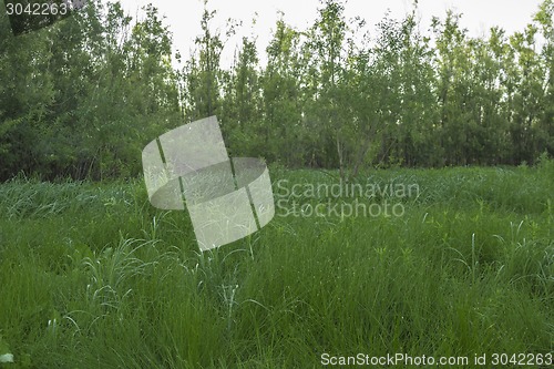 Image of  summer landscape