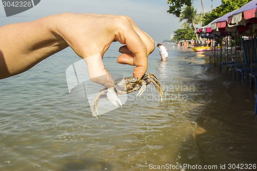 Image of small crab.