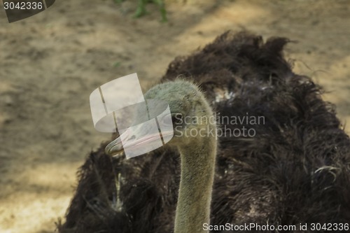 Image of Tailand.Pattayya.Zoopark