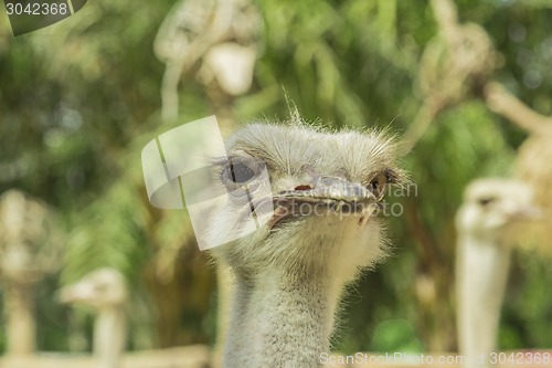 Image of Tailand.Pattayya.Zoopark
