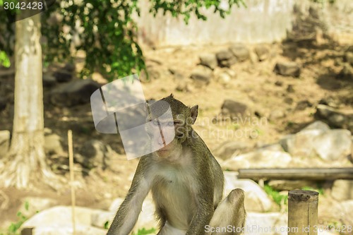 Image of Tailand.Pattayya.Zoopark