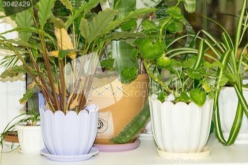 Image of Potted flowers