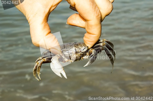 Image of small crab.