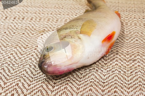 Image of  fish perch.