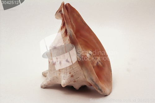 Image of   sea shell