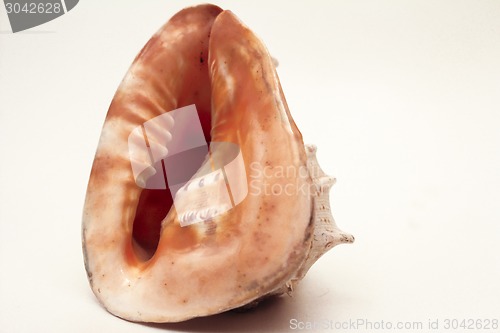 Image of   sea shell