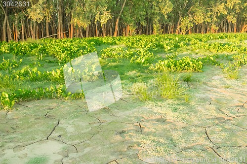 Image of  summer landscape
