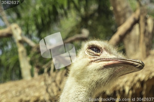 Image of Tailand.Pattayya.Zoopark