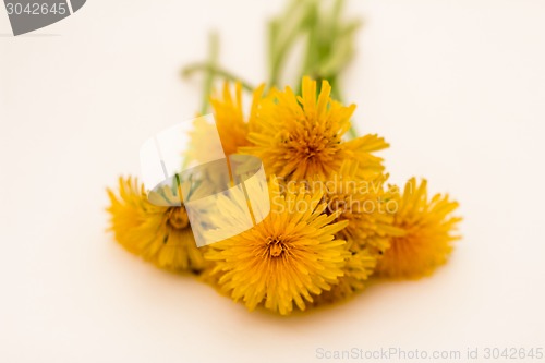Image of         Yellow flowers