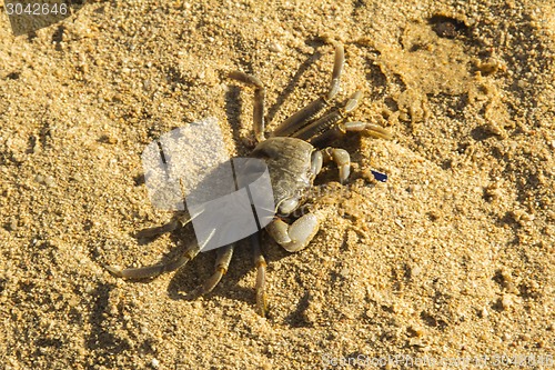 Image of small crab.