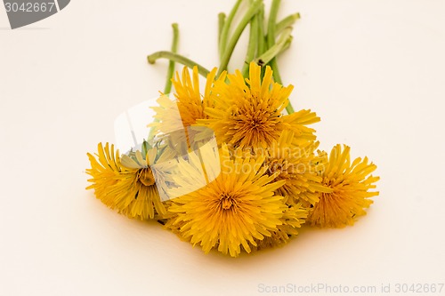 Image of         Yellow flowers