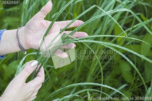 Image of   summer landscape