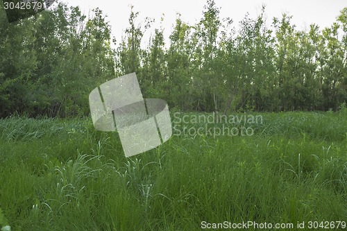 Image of  summer landscape