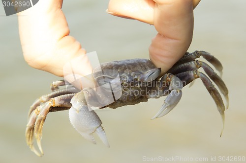 Image of small crab.