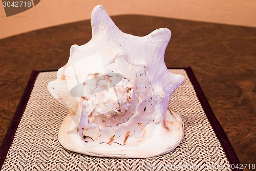 Image of   sea shell