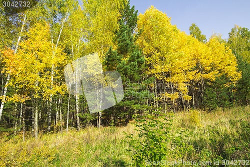 Image of autumn sketches.