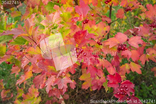 Image of autumn sketches.