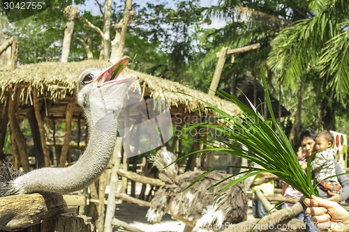 Image of Tailand.Pattayya.Zoopark