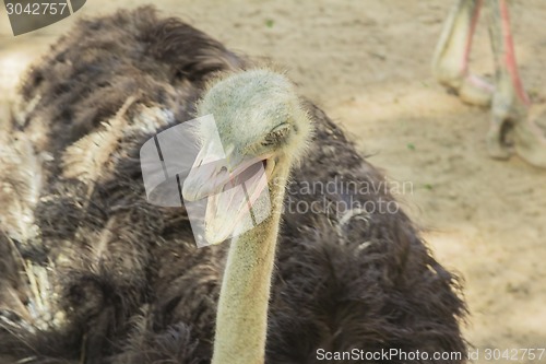 Image of Tailand.Pattayya.Zoopark