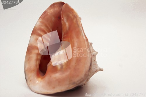 Image of   sea shell