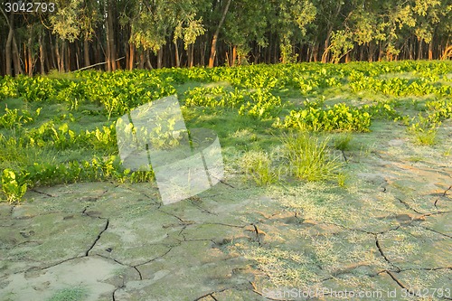 Image of  summer landscape