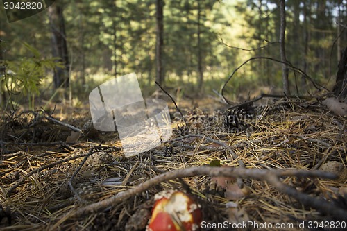 Image of Muhamor forest