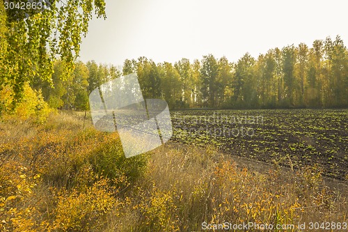Image of autumn sketches.