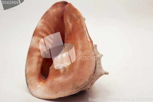 Image of   sea shell