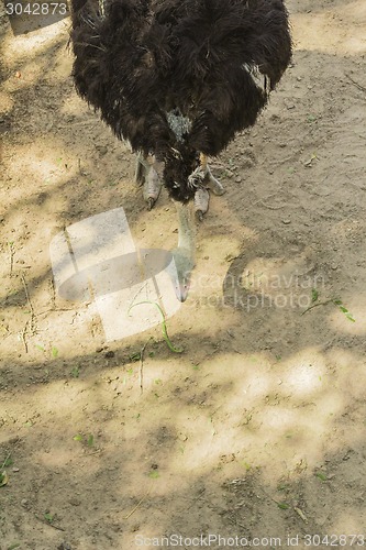 Image of Tailand.Pattayya.Zoopark