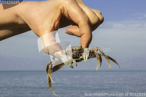 Image of small crab.